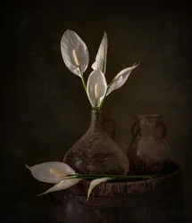 Moody Peace Lilies