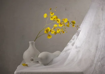 Yellow Orchids Still Life