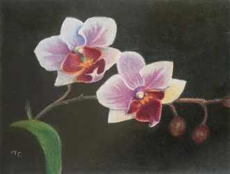 Orchid in My Bedroom