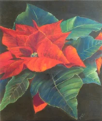 Poinsettia, 2022