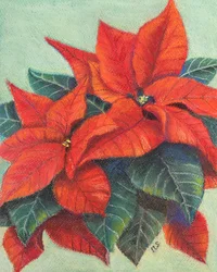 Poinsettia