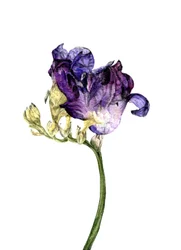 Freesia Flower