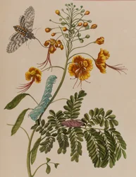 Illustration from 