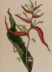 Illustration from 