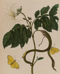 Illustration from 