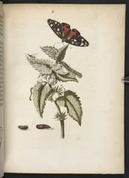 The Wonderful Transformation of Caterpillars and Their Strange Flower Food