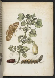 The Caterpillar