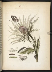 The Wonderful Transformation and Strange Flower-Food of Caterpillars