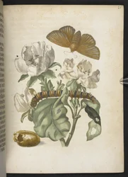 The Wonderful Transformation and Strange Flower-Food of Caterpillars