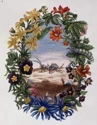 Ant - by Maria Sibylla Merian