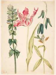 Three Flowers, a Tulip in the Middle