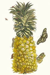 Pineapple. From the Book Metamorphosis insectorum Surinamensium, 1705