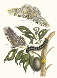 Arbre de gomme-gutte. From the Book Metamorphosis insectorum Surinamensium