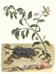 Cresson. From the Book Metamorphosis insectorum Surinamensium