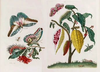 From the Book Metamorphosis insectorum Surinamensium, 1705