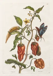 General History of the Insects of Suriname and Europe: Vol I, No. 55 - Indian Pepper