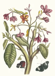 Jasmin des Indes, from the Book Metamorphosis Insectorum Surinamensium, 1705