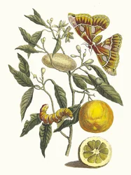 Lemon, from the Book Metamorphosis insectorum Surinamensium