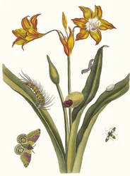 Lis Rouge. From the Book Metamorphosis insectorum Surinamensium