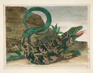 Lizard, from Metamorphosis Insectorum Surinamensium