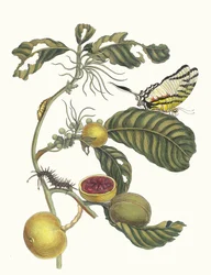 Marmelade Boxes Tree. From the Book Metamorphosis insectorum Surinamensium