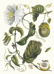 Marquiaas, from the Book Metamorphosis Insectorum Surinamensium