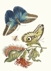 Pachystachys Coccinea. From the Book Metamorphosis Insectorum Surinamensium