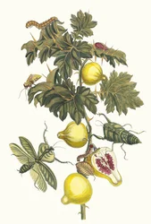 Pomme de Sodome. From the Book Metamorphosis Insectorum Surinamensium