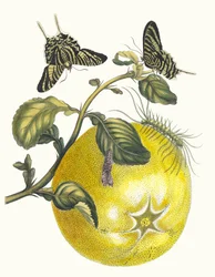 Pompelmous. From the Book Metamorphosis Insectorum Surinamensium, 1705