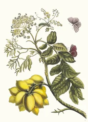 American Plum. From the Book Metamorphosis Insectorum Surinamensium
