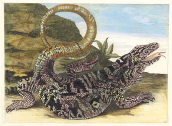 Sauvegarde. From the Book Metamorphosis insectorum Surinamensium