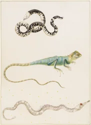 South American smallhead worm lizard, iguana or East Indian tree lizard and pipefish