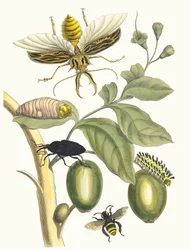 Tabrouba. From the Book Metamorphosis insectorum Surinamensium, 1705