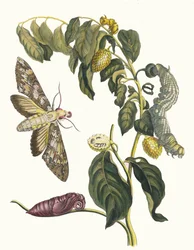 Zursak. From the Book Metamorphosis insectorum Surinamensium