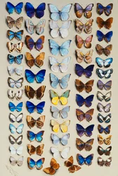 A packed plate of sixty-two butterflies, in five columns, mostly representing some of the larger members of the Lycaenidae