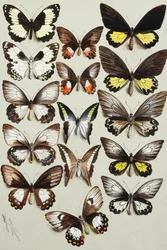 Fifteen Swallowtail Butterflies in Three Columns