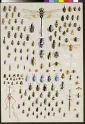 One hundred and fifty insects, dominated at the top by a large dragonfly