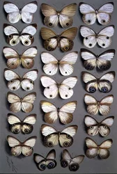 Papuan Butterflies 2