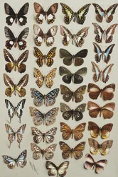 Thirty-three butterflies, in four columns, belonging to the Papilionidae and Danainae families