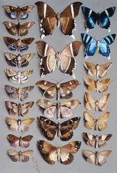 Twenty-Four Moths in Three Columns