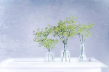 Fresh Dill In Glass Vases