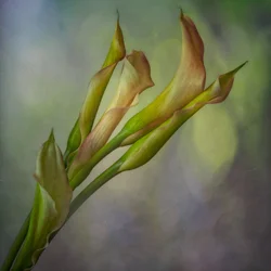 Soft Calla Lilies