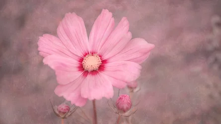 Soft Pink Cosmos