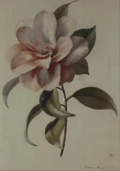 Camellia