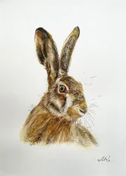 Alert Hare Portrait
