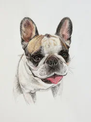 Happy French Bulldog