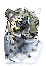 Arabian Leopard, 2008