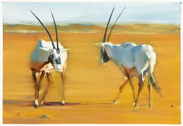 Circling Arabian Oryx, 2010