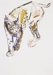 European Lynx