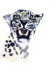 Incisor Snarl (Arabian Leopard), 2008